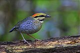 Blue Pitta